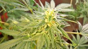 Indica Flowers – CannaSense