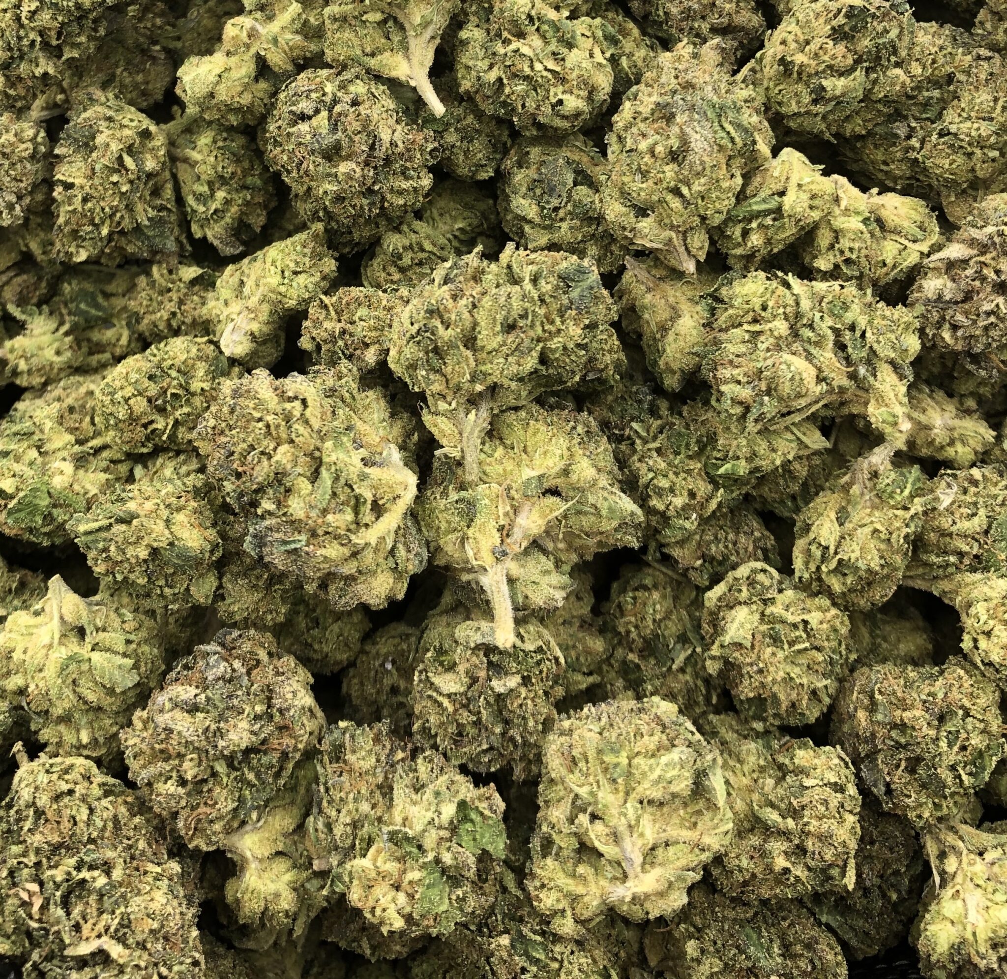 Gelato 33 hybrid 1oz CannaSense