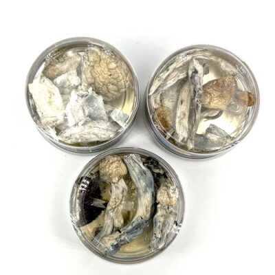 3.5g - Boomerang Mushrooms - Image 3