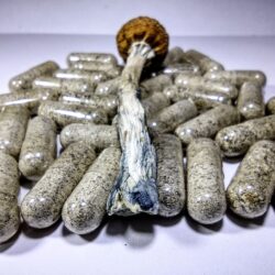 3.5g - Golden Teachers Microdose (11 pack)