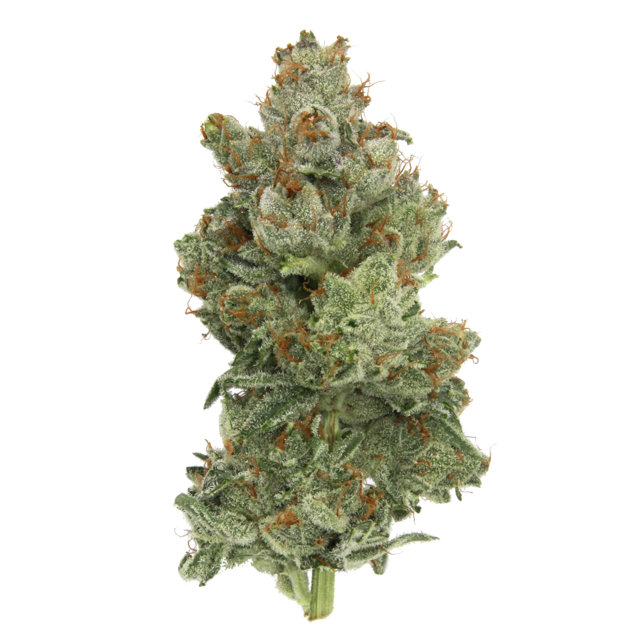 14g/28g - Marathon OG - AAA Indoor Flower (INDICA) - DOGTOWN