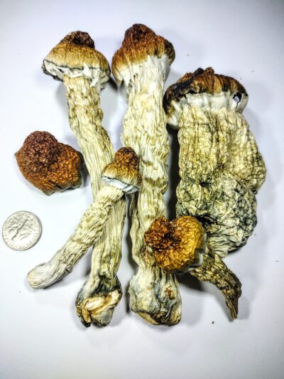 Penis Envy - 14 g