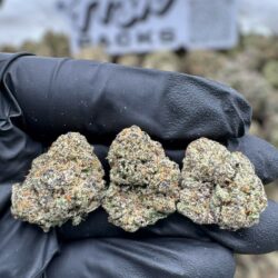 28g - Blockberry - Exotic Indoor Flower (Hybrid) -  DOGTOWN