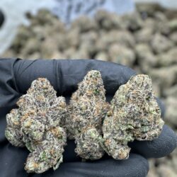28g - Kool-Aid Jammerz - Exotic Indoor Flower (Indica) DOGTOWN