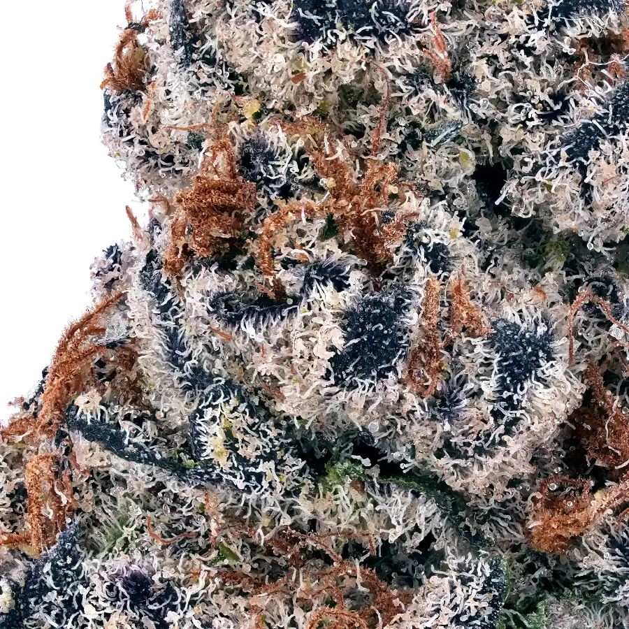 14g/28g - Sweet Tartz - Exotic Indoor Flower (Hybrid) - Dogtown - Image 2