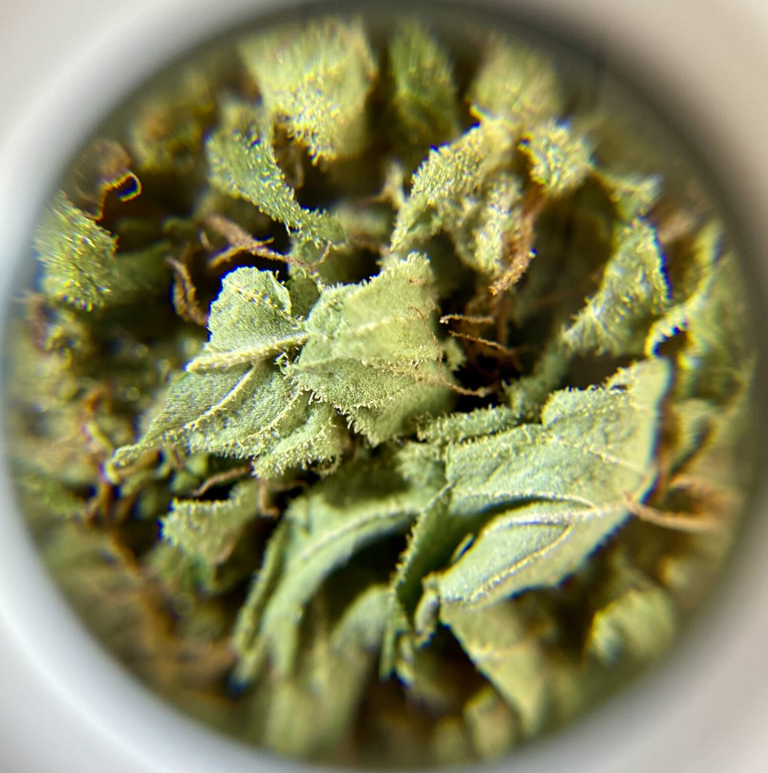 High Standard - Hybrid 1/4 oz - Image 2