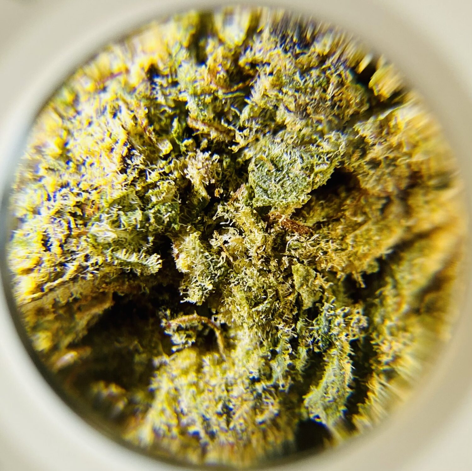 Mimosa - Hybrid 1/4 oz - Image 2