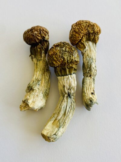 Steel Magnolia Cubensis 3.5 g