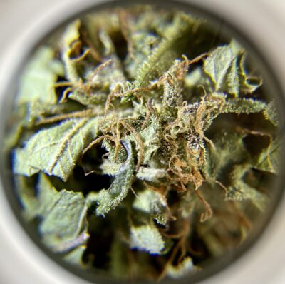 Sweedy - Hybrid 1/4 oz - Image 4