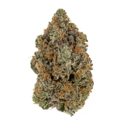7g - Oreoz (INDOOR) - Hybrid