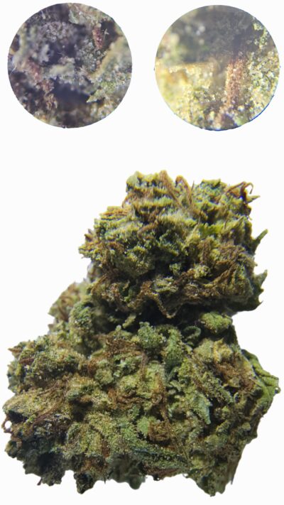 7g - Caribbean Cookies *Oregon Grown* (Hybrid)