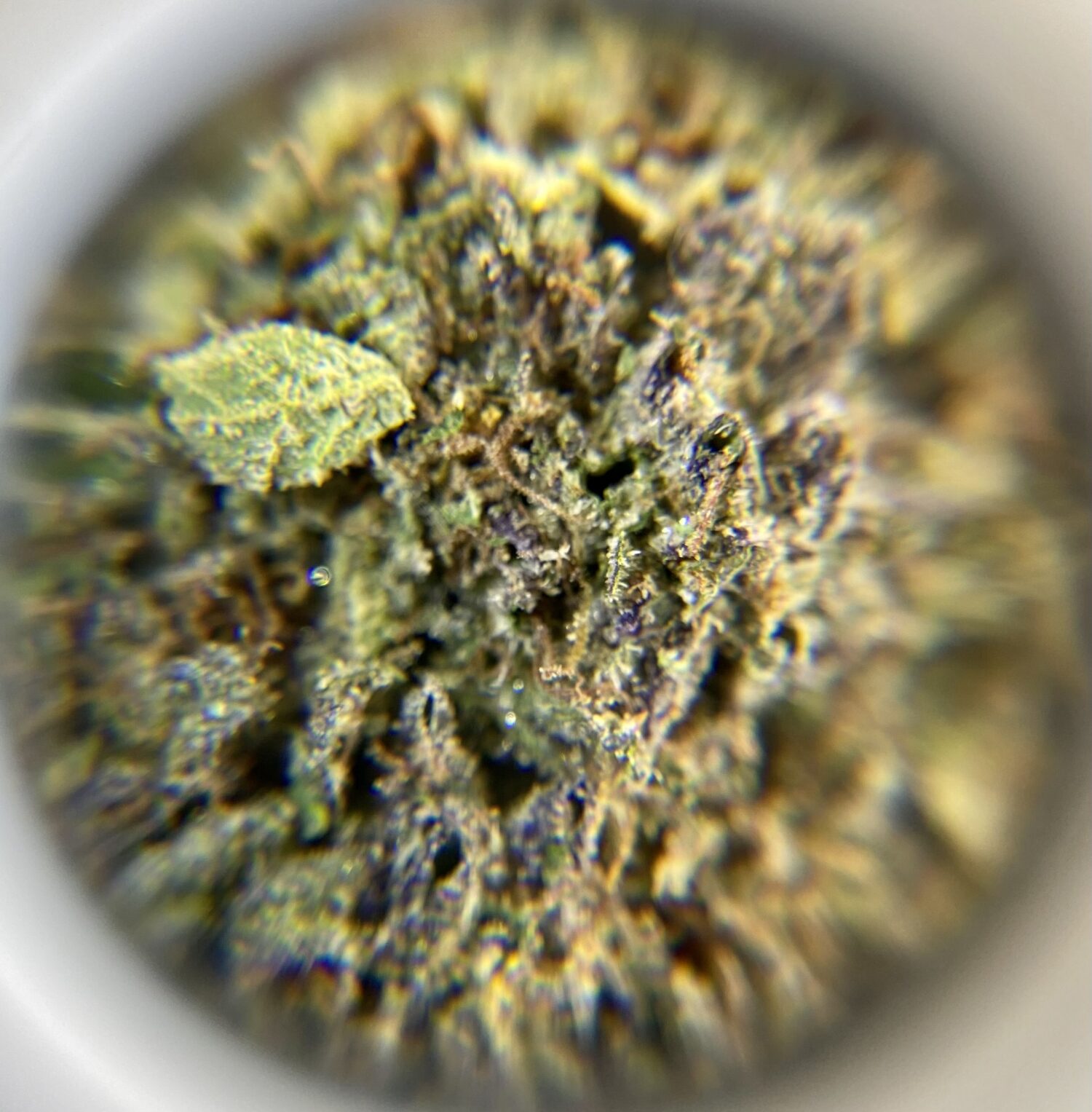 Grape Diamonds - Hybrid 1/4 oz - Image 3