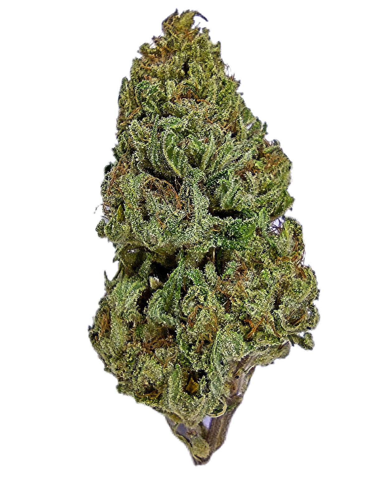 Safari Reunion Hash - Zamal Resurgence pheno - Sativa 1/4 oz