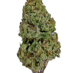 28g - Zamal Resurgence - Sativa