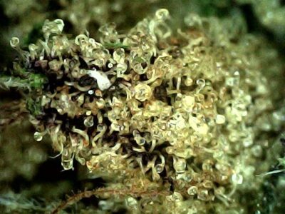 Donny Burger - Indica 1/4 oz - Image 2