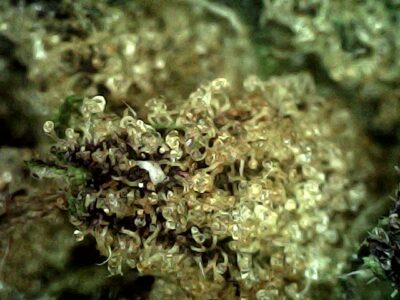 Donny Burger - Indica 1/4 oz - Image 3