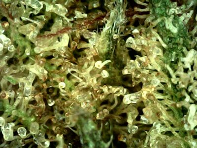 Flying Phoenix - Hybrid 1/4 oz - Image 3