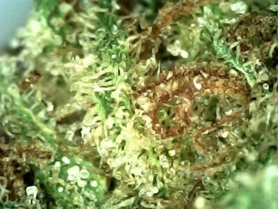 Flying Phoenix - Hybrid 1/4 oz - Image 2