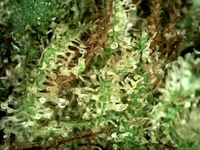 7g - Visions of Liberty - Sativa - Image 2