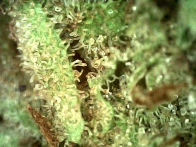 7g - Visions of Liberty - Sativa - Image 3
