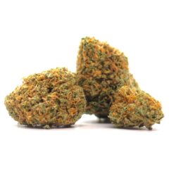 7g - Garlic Cocktail -Hybrid
