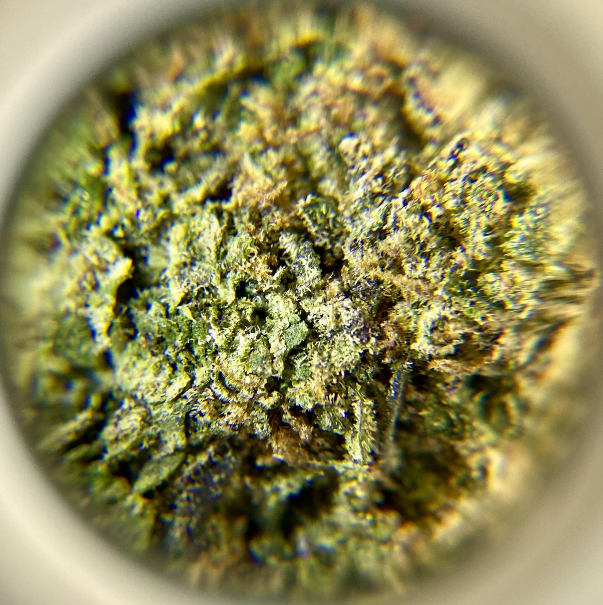 Banana Cream Jealousy Hybrid 1/4 oz CannaSense