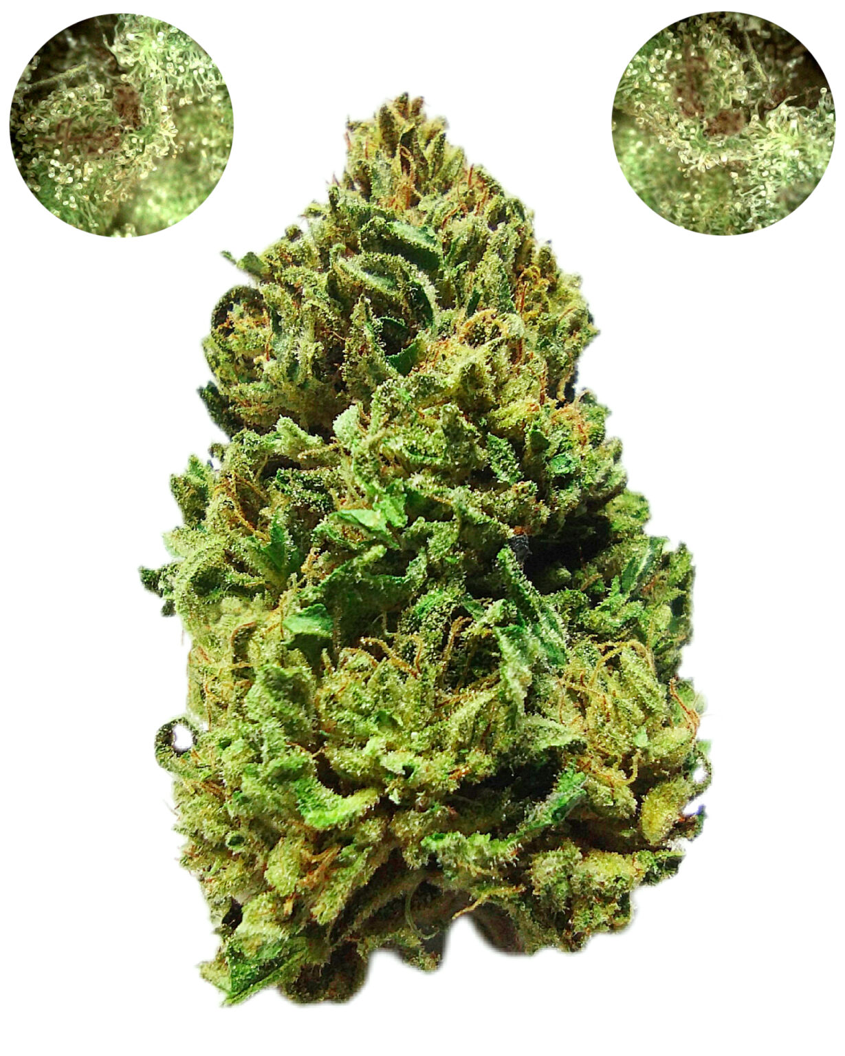 Pigs In Space - Sativa 1/4 oz