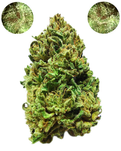 Pigs In Space - Sativa 1/4 oz