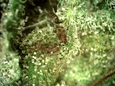 Pigs In Space - Sativa 1/4 oz - Image 3