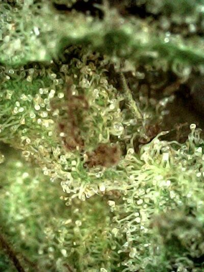 Pigs In Space - Sativa 1/4 oz - Image 2
