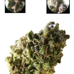 28g - B-budz *Oregon Grown* Barry White