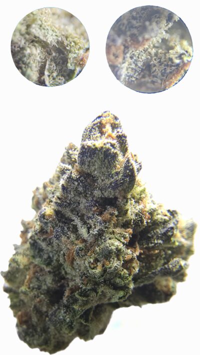 28g - Sherb Bait *Oregon Grown* (small buds) (Hybrid)