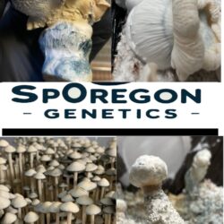 10cc - Exotic Liquid culture syringe *SpOregon Genetics*