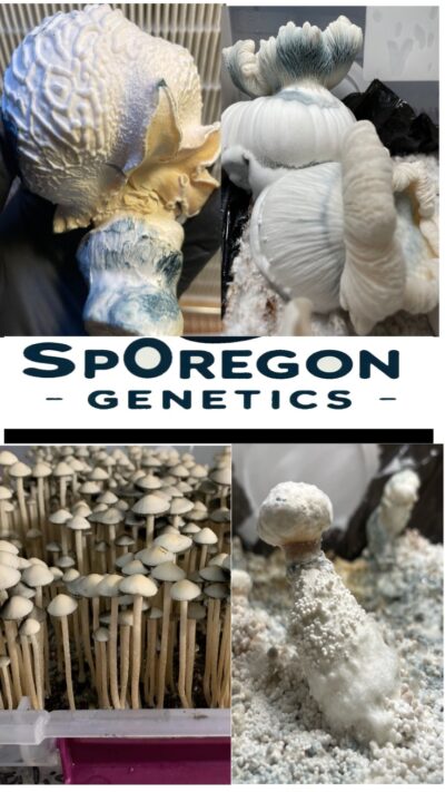 10cc - Exotic Liquid culture syringe *SpOregon Genetics*