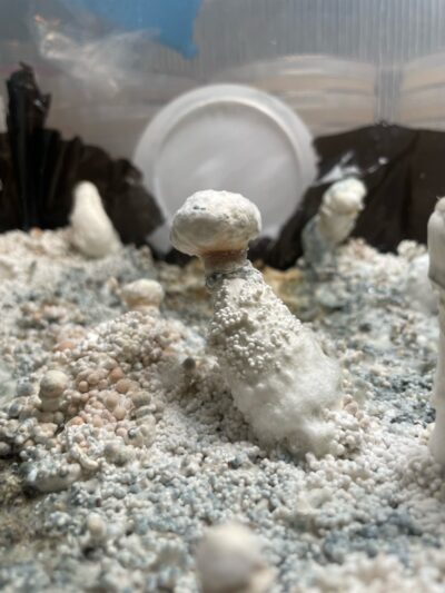 10cc - Exotic Liquid culture syringe *SpOregon Genetics* - Image 4