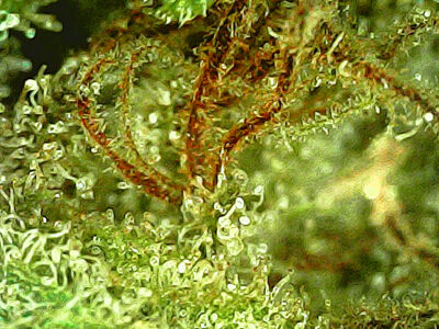 Space Force - Sativa 1/4 oz - Image 2