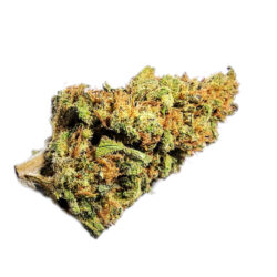 7g - Galactic Rodman -  Hybrid