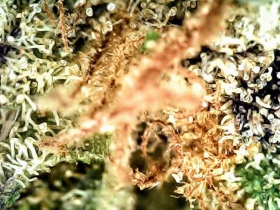 7g - Galactic Rodman -  Hybrid - Image 2