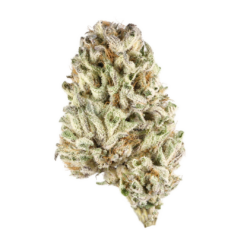 28g - Cat Piss - Sativa