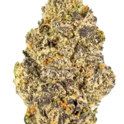 7g - RUNTZ (INDOOR) - Hybrid