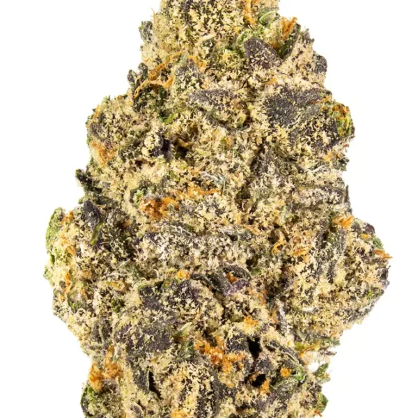 7g - RUNTZ (INDOOR) - Hybrid
