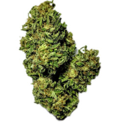 28g - Green Crack - Sativa