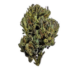 28g - Nepalese Hash Plant - Indica