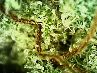 7g - Green Crack - Sativa - Image 2