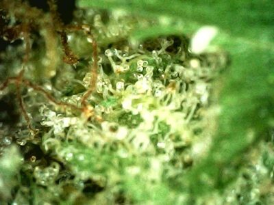 7g - Garlic OG - Indica - Image 2