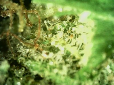 7g - Garlic OG - Indica - Image 3