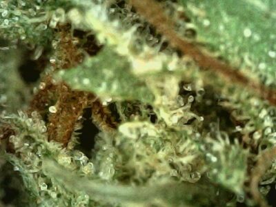 7g - Kosher Kush - Indica - Image 2