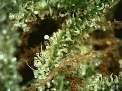 7g - Kosher Kush - Indica - Image 3