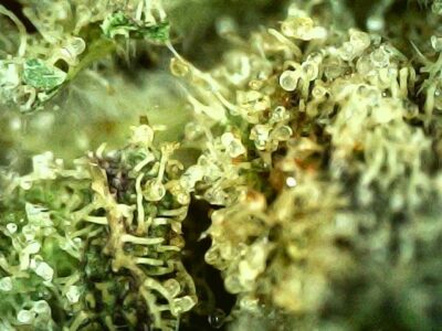 28g - Nepalese Hash Plant - Indica - Image 2