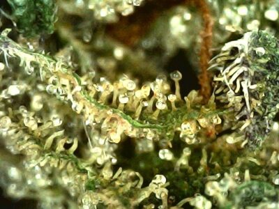 28g - Nepalese Hash Plant - Indica - Image 3
